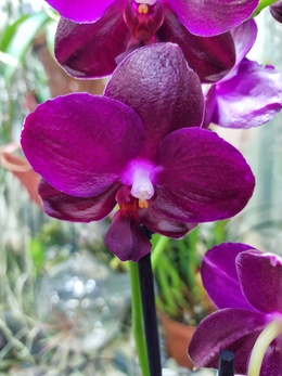 Восковые орхидеи, в чем отличия?